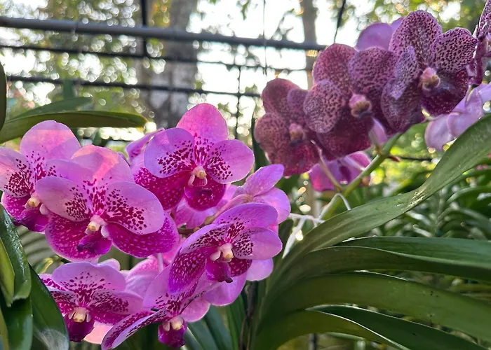 Asian Vanda Villas